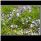 monorotaia 014.jpg